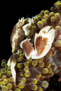 Neopetrolisthes maculatus (Siladen) by Mathieu Foulquié 